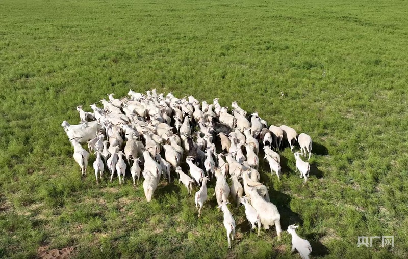 高质量发展看中国从传统牧鞭到远程遥控科技重塑草原牧人新生活(图1)