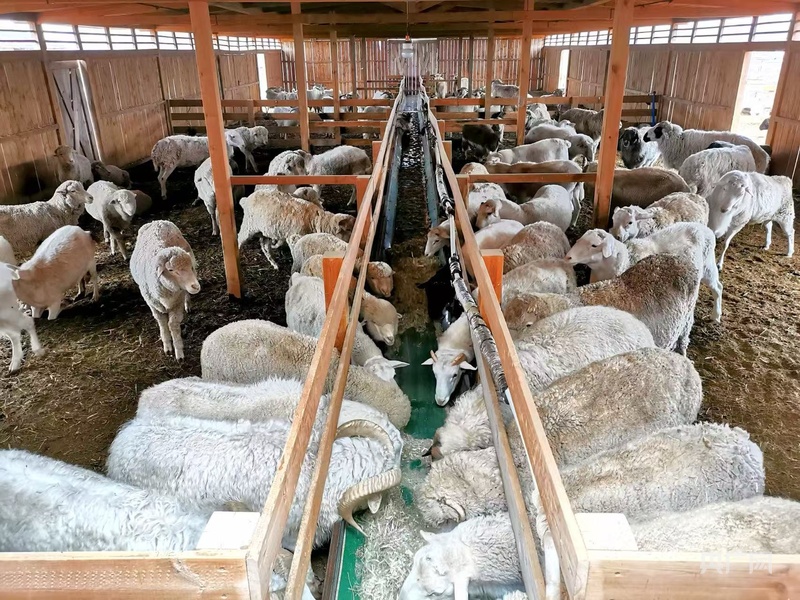 高质量发展看中国从传统牧鞭到远程遥控科技重塑草原牧人新生活(图4)