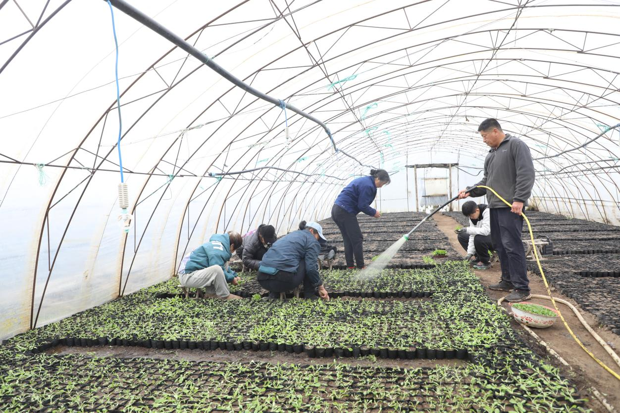 逊克：花卉大棚移栽忙 特色产业促增收(图1)