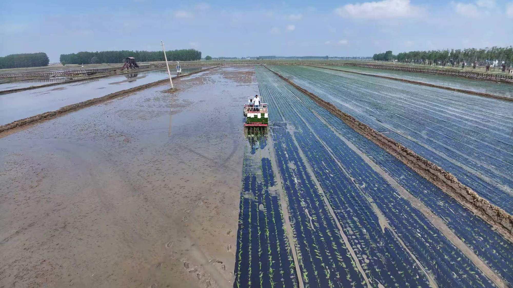 除草控药提质增效绿色覆膜插秧技术首次落地吉林推广(图2)