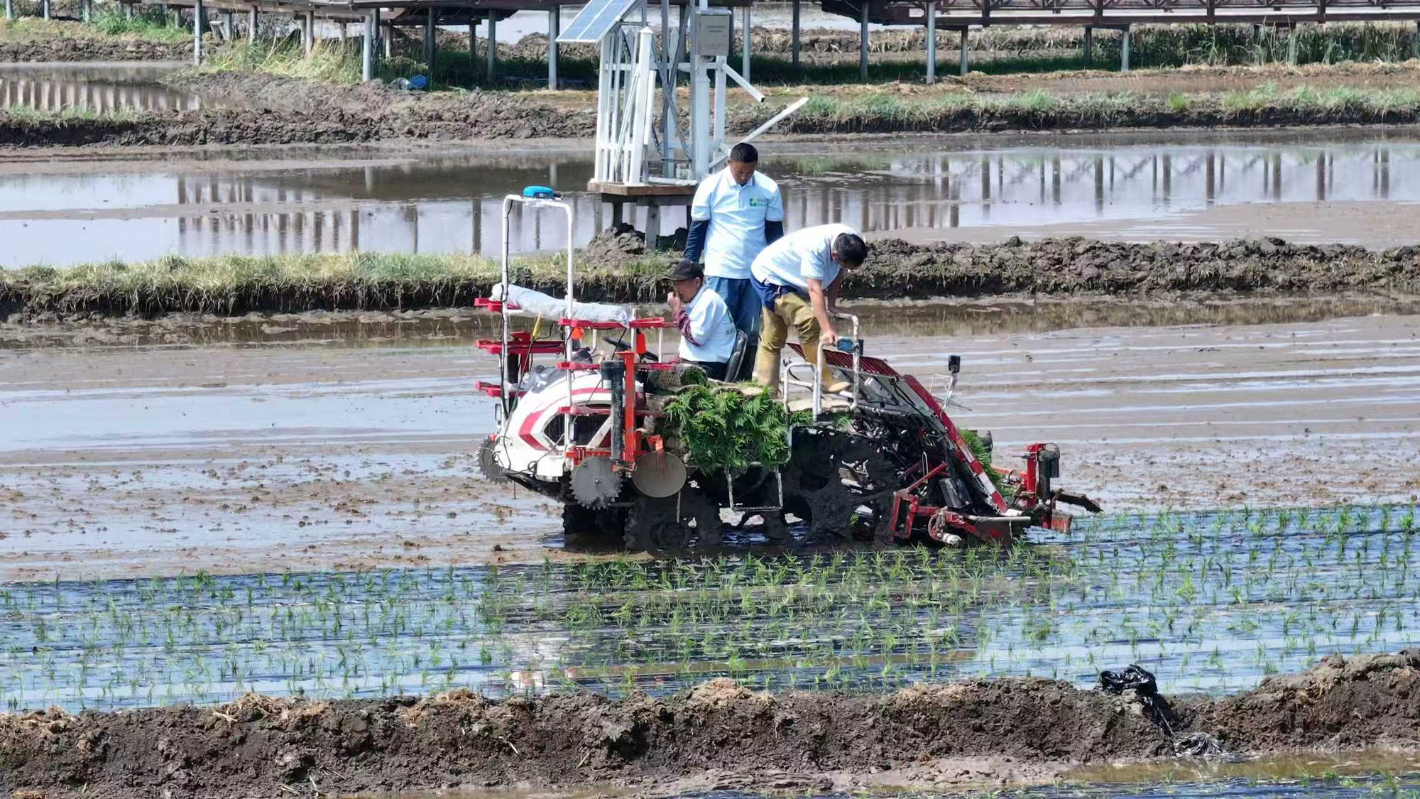 除草控药提质增效绿色覆膜插秧技术首次落地吉林推广(图1)