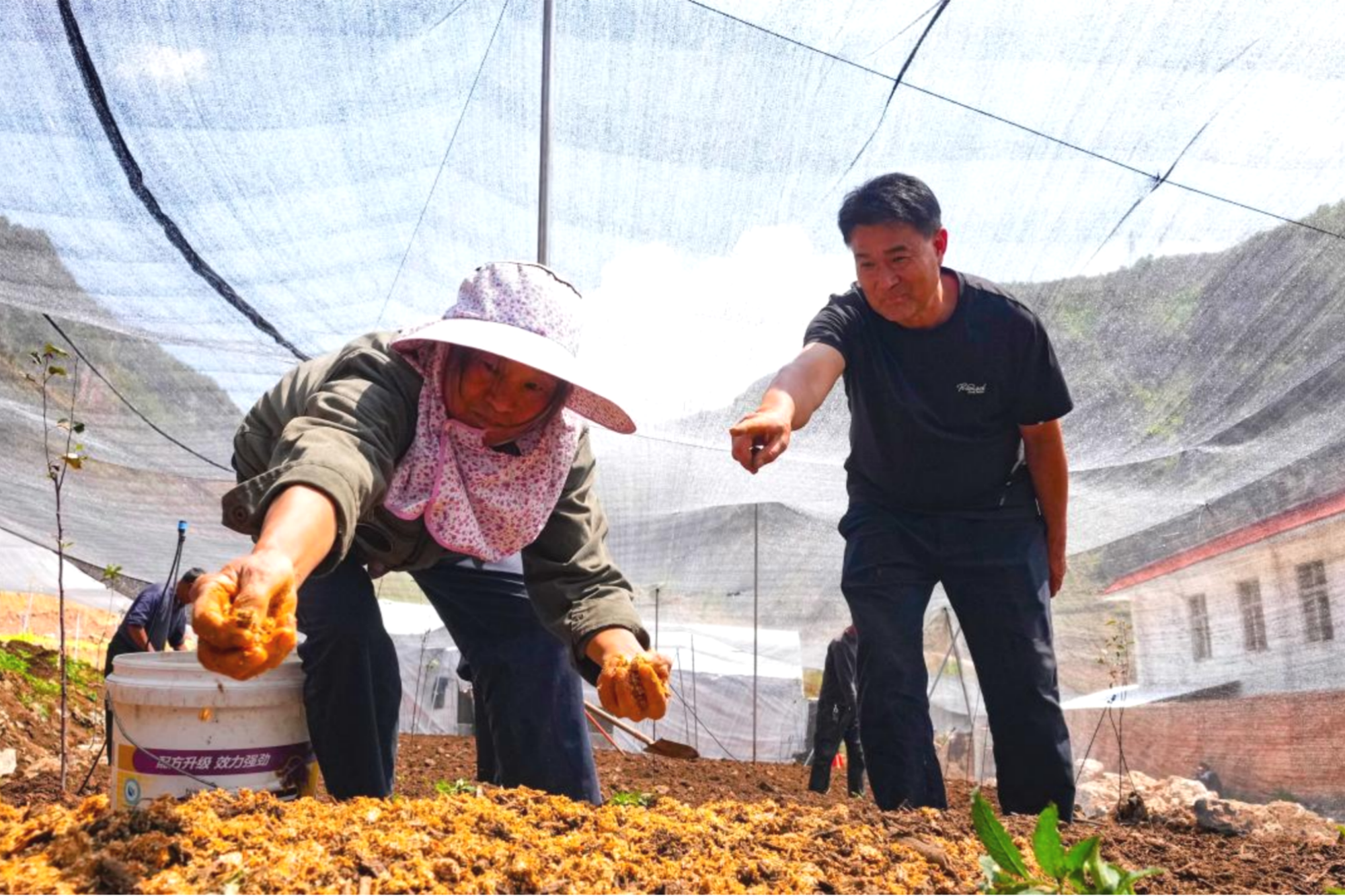 “菌”临普格！东西部协作赋能高寒地区破局