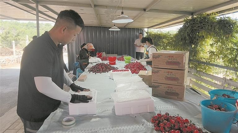 刚下枝头便赴山海 大连樱桃全国最快8小时尝鲜