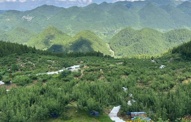 贵州沿河:荒坡种出致富果(图1)