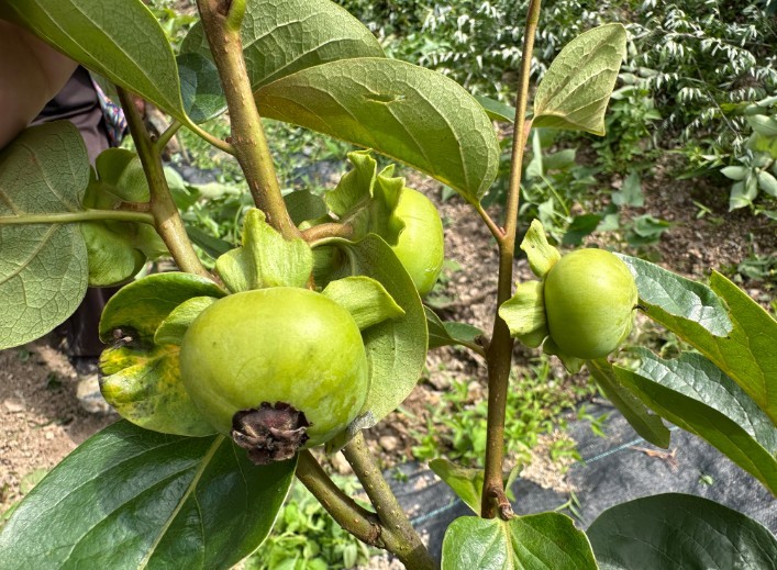 贵州沿河:荒坡种出致富果(图2)
