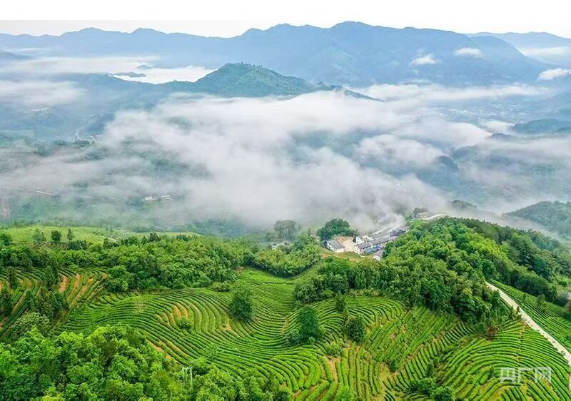 茶会武当香飘中国2026绿茶品牌大会暨武当山茶供应链对接大会在十堰举行(图2)
