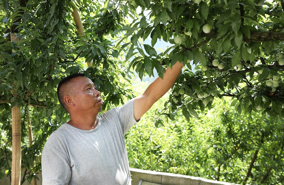 贵州沿河空心李丰产热销 赋能乡村振兴