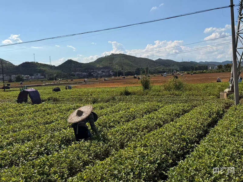 广西横州连日强降雨 “世界茉莉之都”正经受积水内涝考验