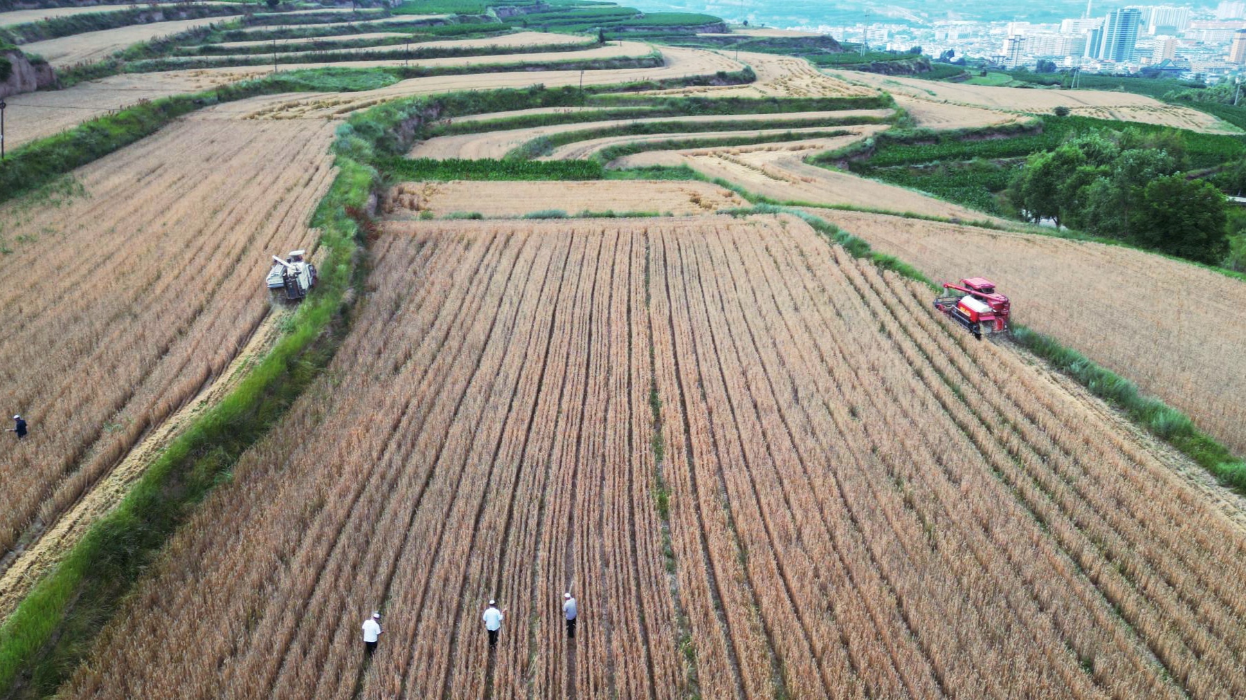 204万亩冬小麦颗粒归仓甘肃张家川县夏粮收割圆满收官(图3)