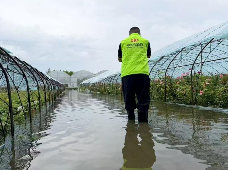 一小时赔款到账！中华财险北分“白海豚”暴雨极速理赔解农户燃眉之急(图1)