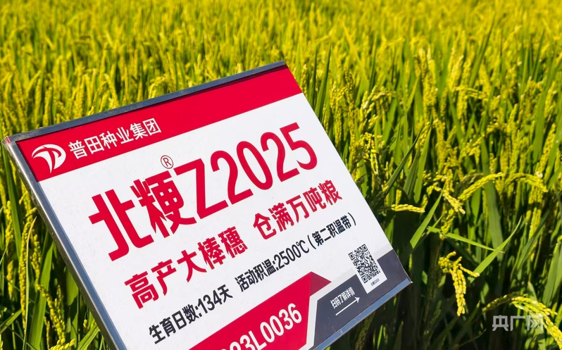 中国饭碗·看龙江一粒良种的丰收答卷(图2)