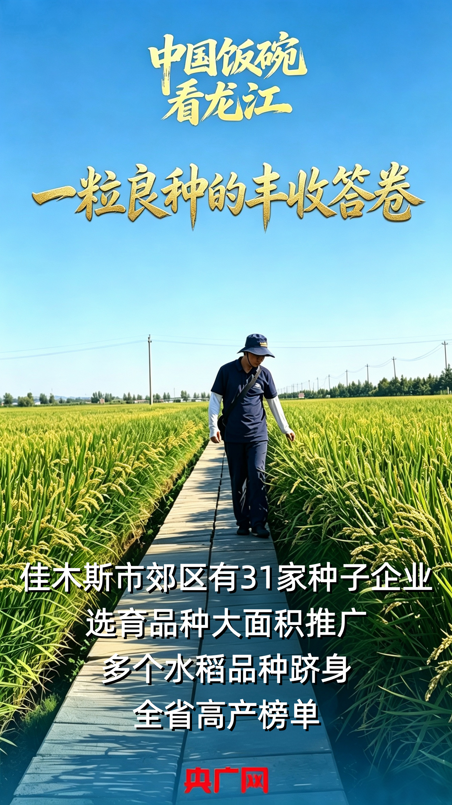 中国饭碗·看龙江一粒良种的丰收答卷(图9)