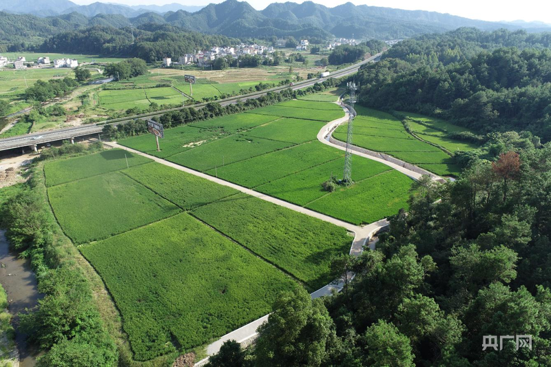 歙县:万亩良田铺就乡村振兴“致富路”(图1)