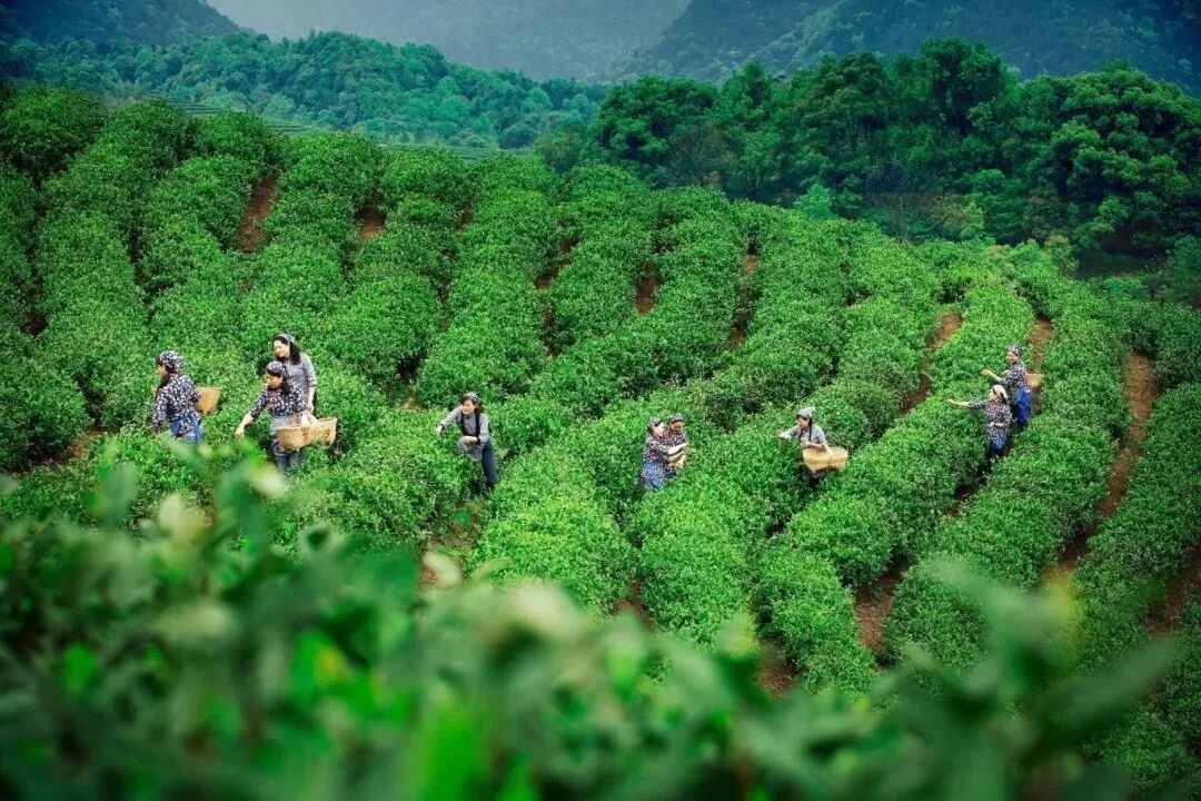 江西九江濂溪区:文化赋能“山江湖城”文旅兴胜“美好濂溪”(图6)