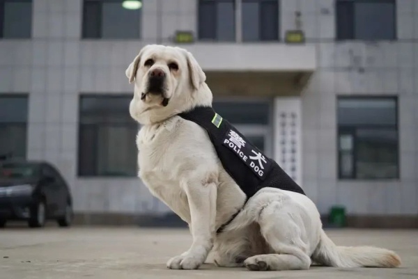 吉林警犬黑壮 被评为国家首批“功勋犬”