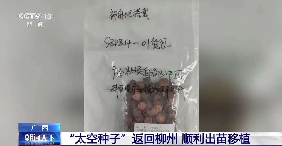 “太空种子”返回广西柳州 顺利出苗移植