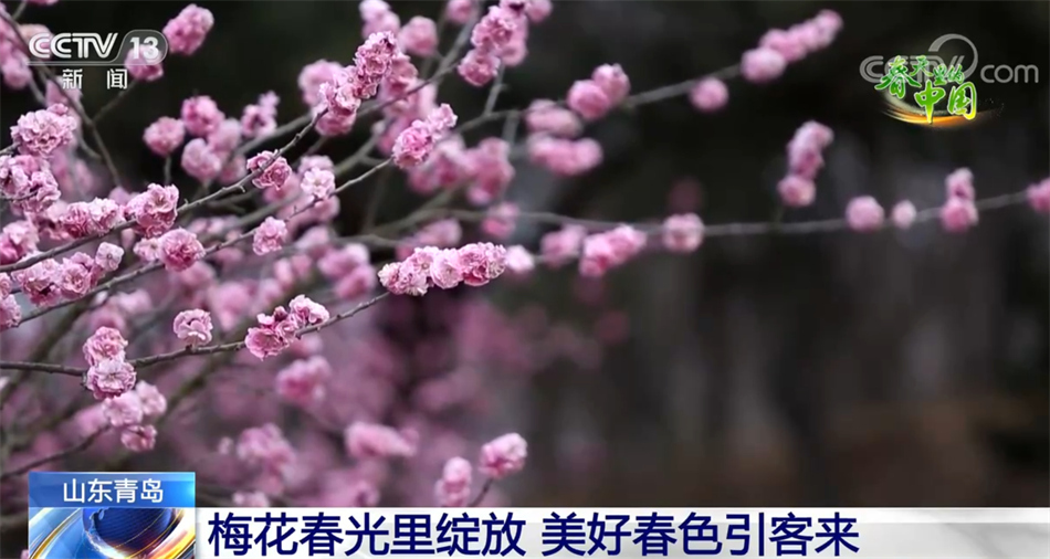 春天里解读