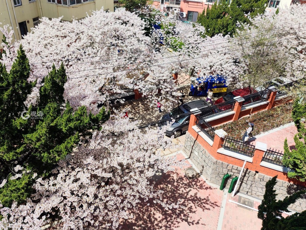 青岛樱花路图片