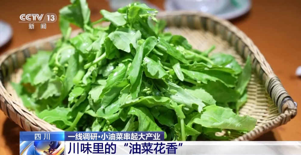 一线调研丨四川：小油菜串起大产业J9九游会 九游会J9(图6)