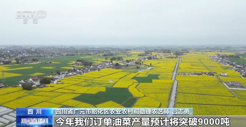 一线调研丨四川：小油菜串起大产业J9九游会 九游会J9(图11)