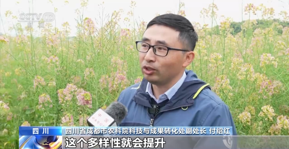 一线调研丨四川：小油菜串起大产业J9九游会 九游会J9(图4)