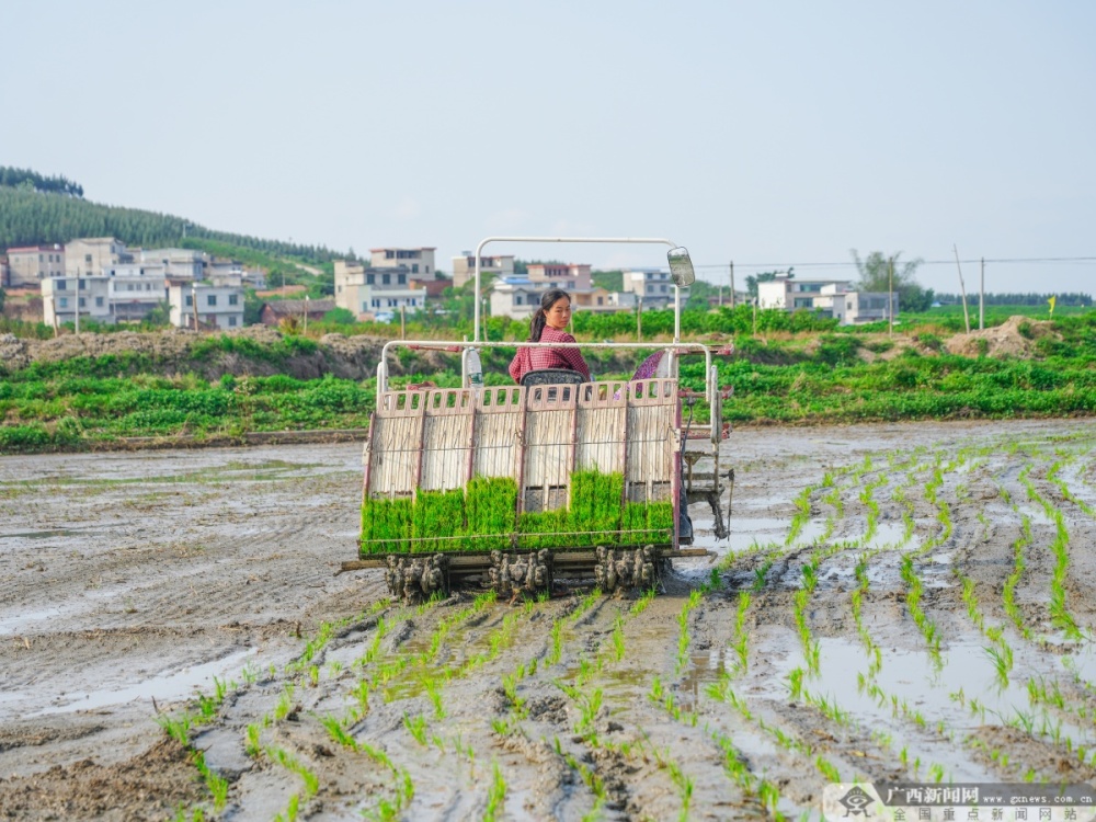 广西象州推进水稻生产全程机械化