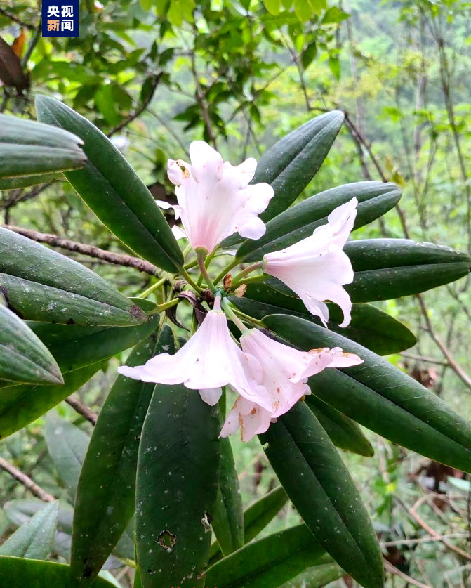 两个野生物种上新!广西首次发现麻栗坡绒兰和荔波杜鹃_央广网