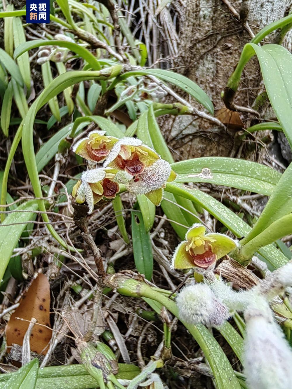 两个野生物种上新!广西首次发现麻栗坡绒兰和荔波杜鹃_央广网