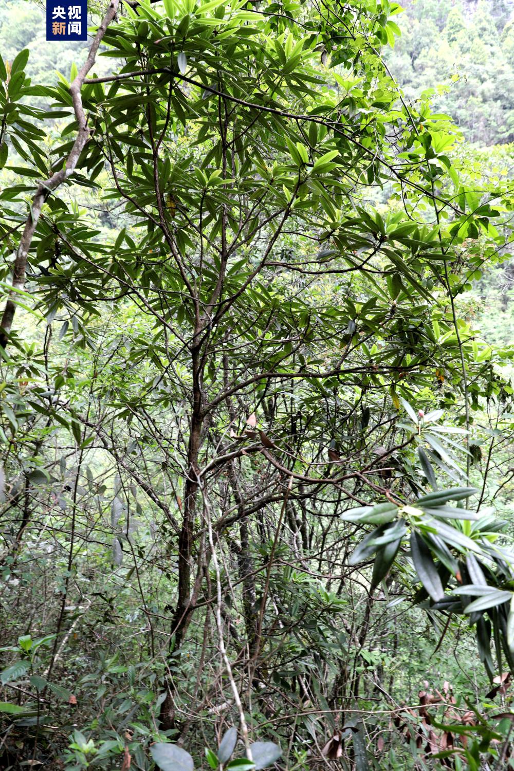 两个野生物种上新!广西首次发现麻栗坡绒兰和荔波杜鹃_央广网