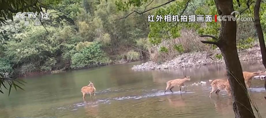 各地生态持续向好  野生动物频频“露脸”