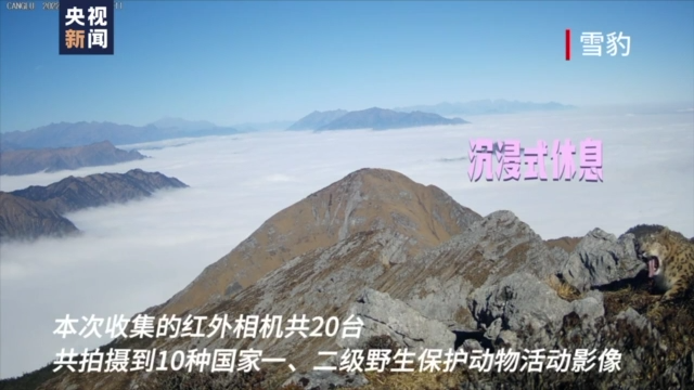 萌萌哒绳子红外激光束_野生大熊猫用屁股蹭了蹭红外相机_枪神纪刀锋红外预警