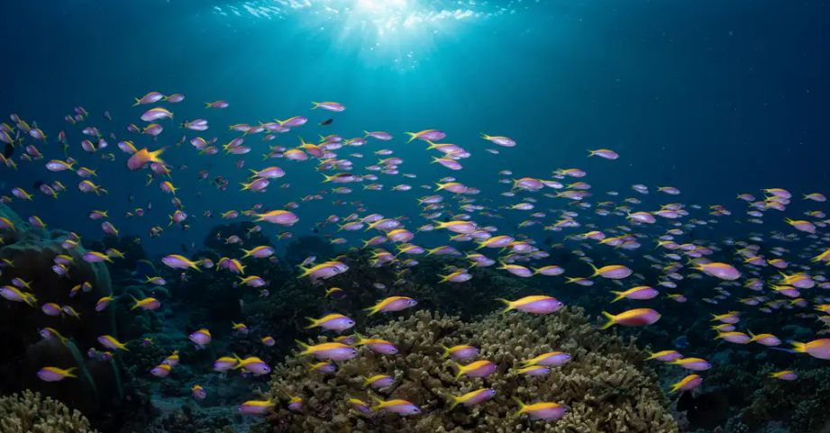 金沙赌船官方网站联合国通过一项保护公海生物多样性的协定
