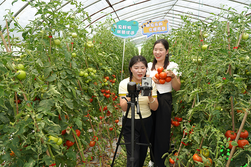2023年6月4日，浙江温州，乐清市虹桥镇长山村，“农创客”在西红柿种植大棚进行“乐农好物·供销优选”直播推介。