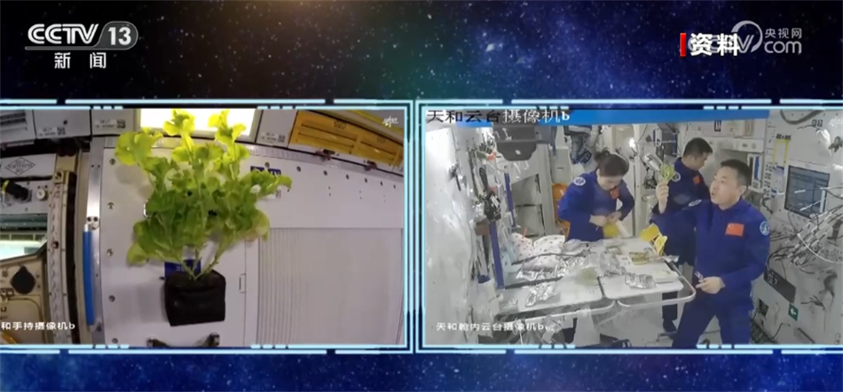 中国空间站太空栽培喜获丰收  收获阶段性应用成果