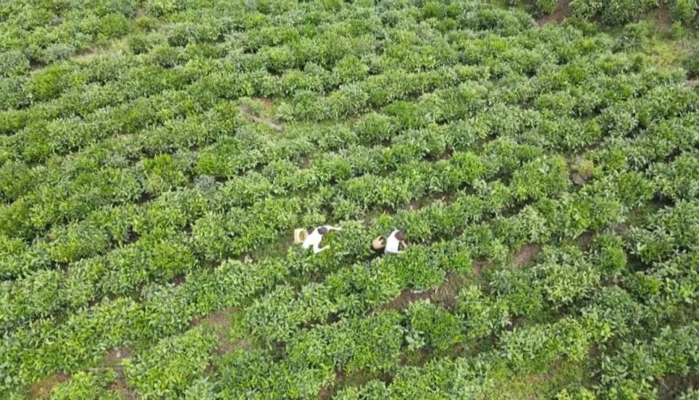 江山壮丽 我说长江丨茶马古道今犹在(图4)