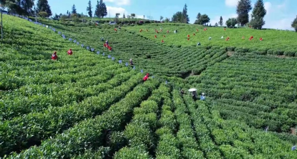 江山壮丽 我说长江丨茶马古道今犹在(图3)