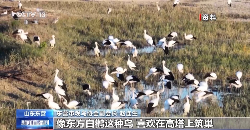 守住候鸟越冬地 创造近自然的鸟类栖息地_央广网