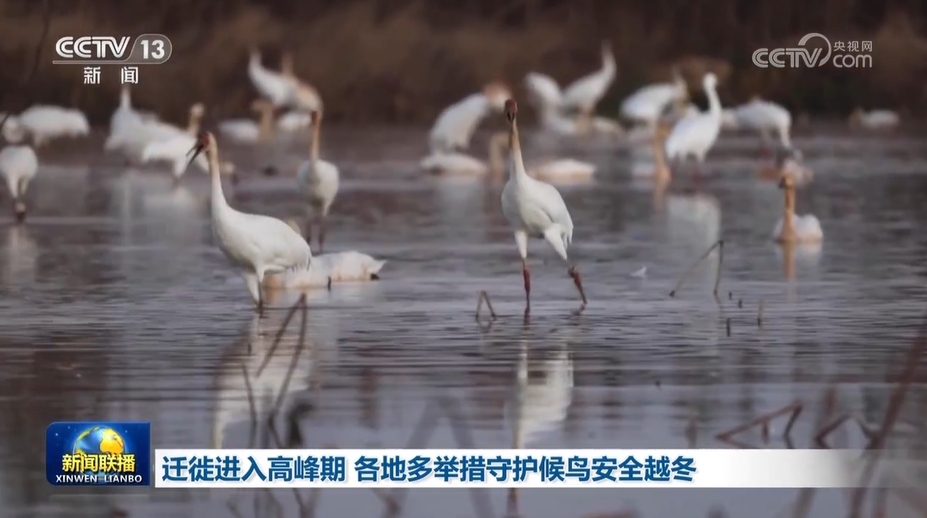 迁徙进入高峰期 各地多举措守护候鸟安全越冬_央广网
