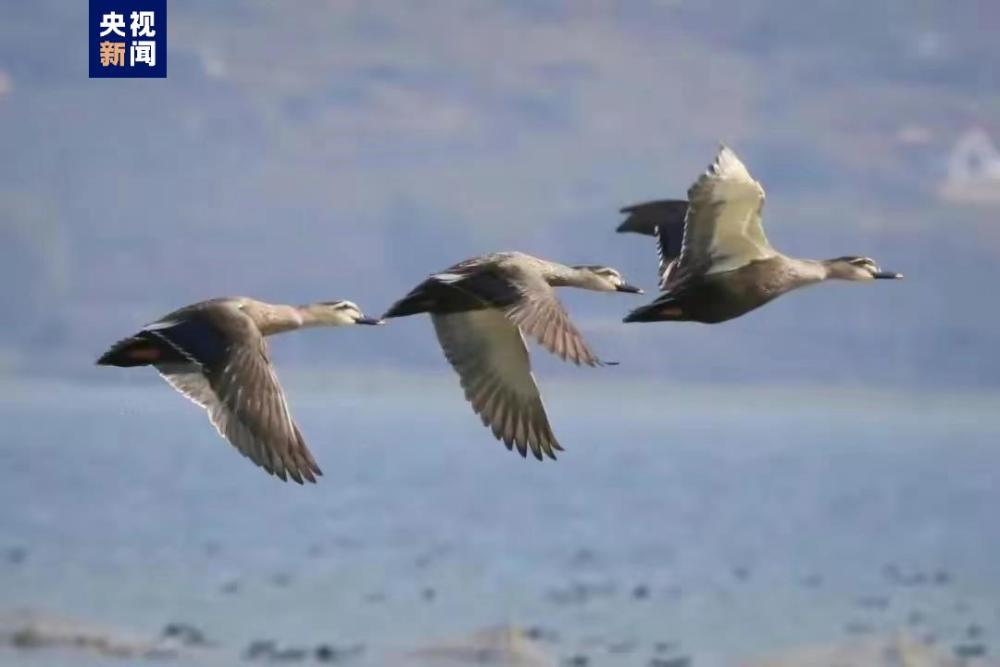 贵州划定首批36个候鸟迁徙通道重点保护区域_央广网