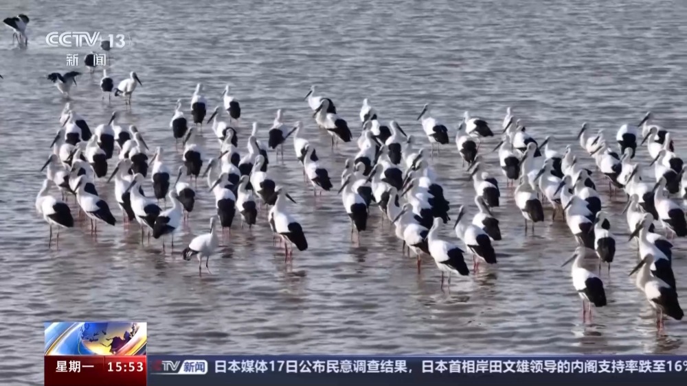“鸟中国宝”东方白鹳首次飞抵云南剑湖湿地越冬_央广网