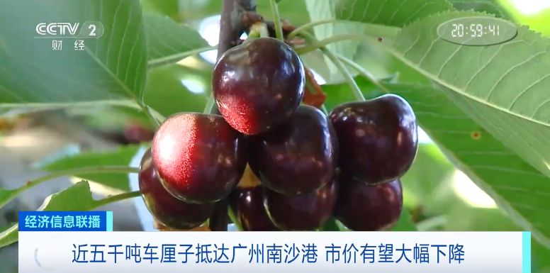 市价有望便宜四成！春节前南沙港或迎8万吨车厘子进口完美电竞(图3)
