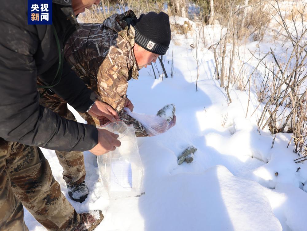 不是完达山一号龙江森工穆棱林区再现野生东北虎踪迹
