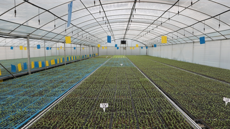 非常暖和,可移动的育苗床上,甘蓝,番茄,辣椒,莴笋,小青瓜等10余种蔬菜