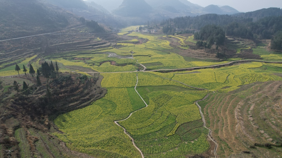 贵州修文千亩金色花海春光醉人