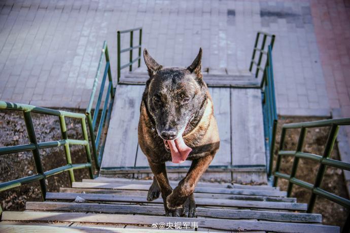 穿越障碍,侦察搜索,应急排爆,解救人质……近日,武警天津总队执勤一