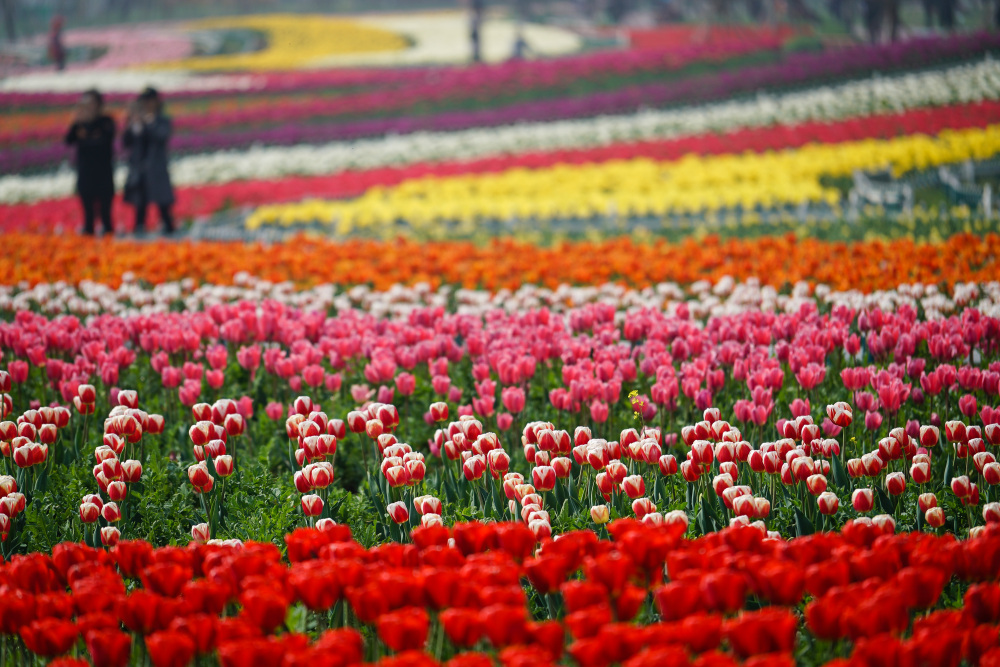 龙川四都花海图片