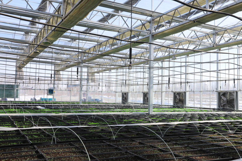 "棚花"香飘三山两盆,花海迎来四方宾客.