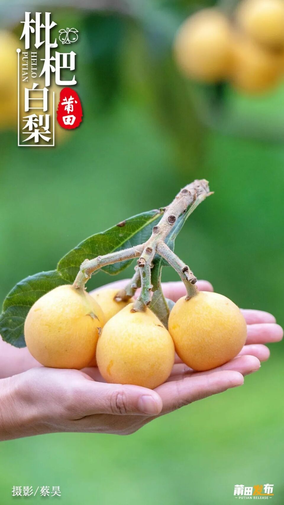 莆田白肉枇杷枇杷中的珍品