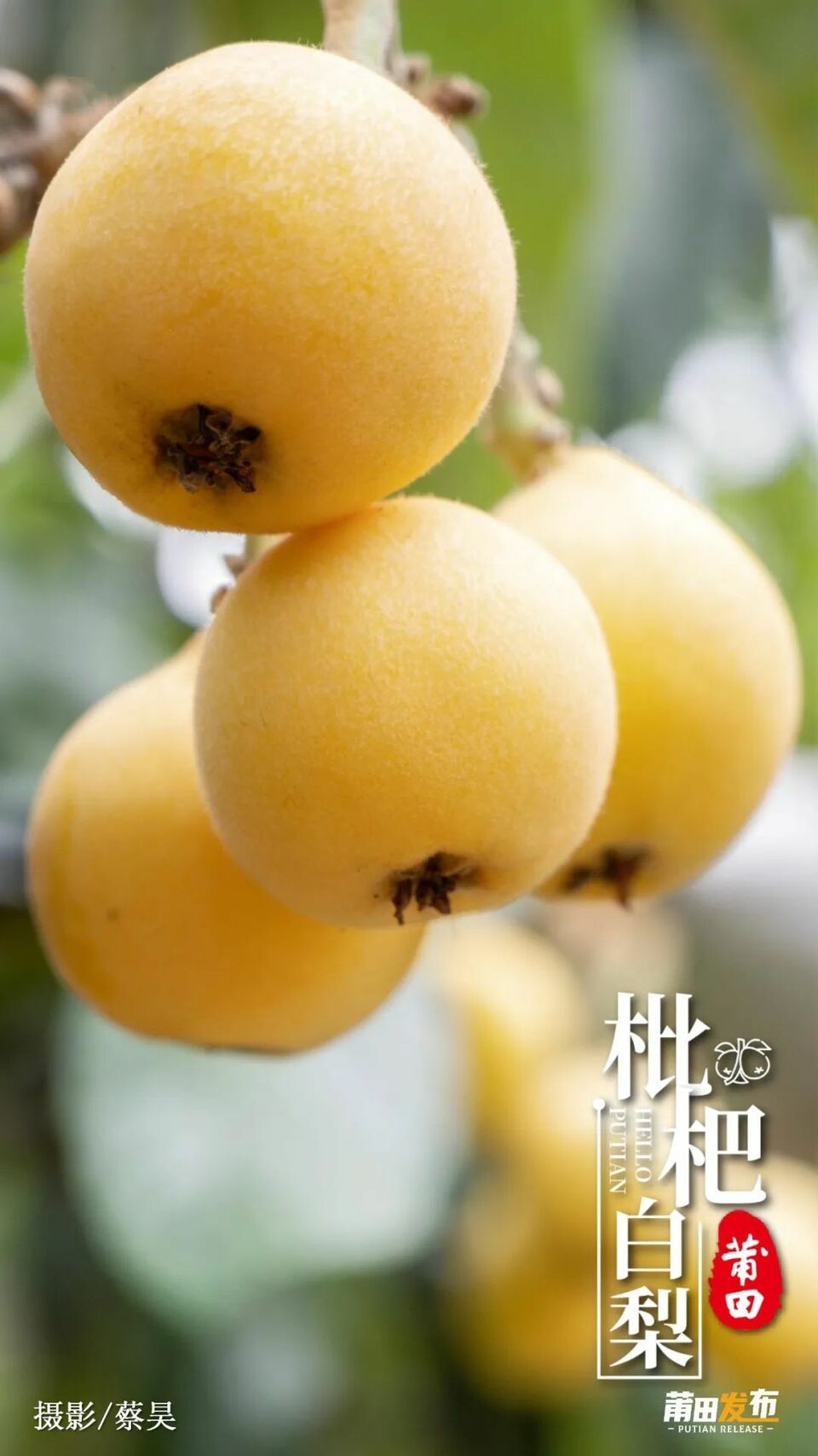 莆田白肉枇杷,枇杷中的珍品