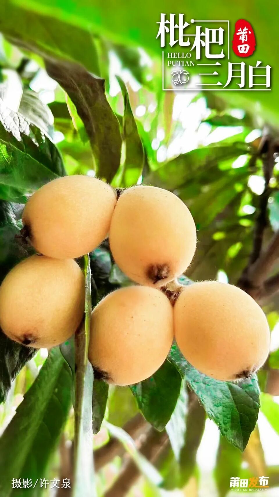 莆田白肉枇杷枇杷中的珍品